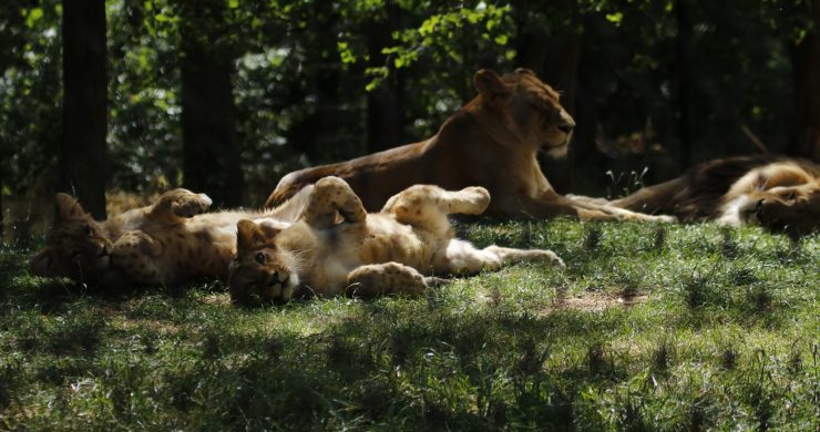 Brněnská ZOO & lví síla chemie Mapei