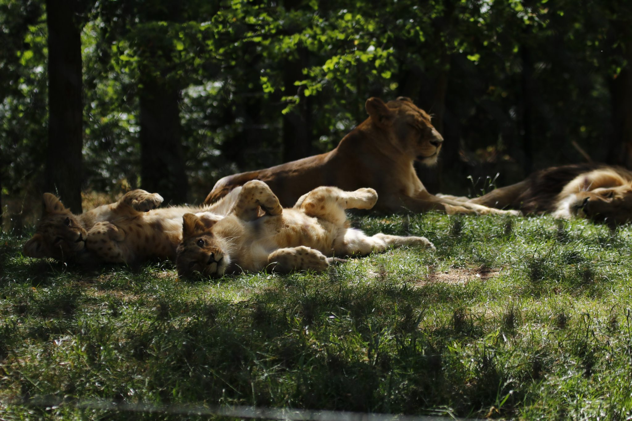 Brněnská ZOO & lví síla chemie Mapei